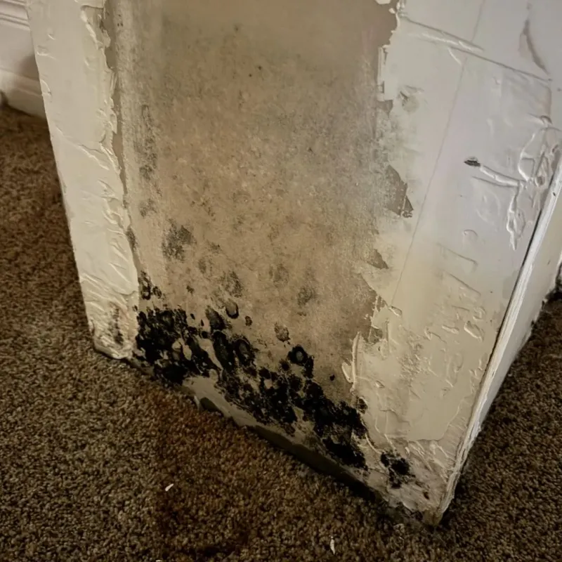 Professional Mold Removal in Price, UT